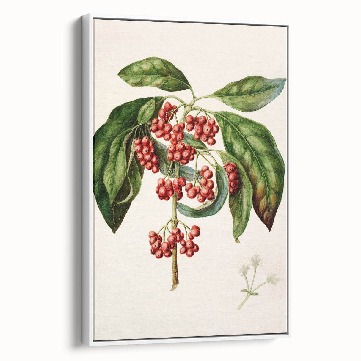 Antique Botanical Print - Coprosma australis by Sarah Featon Canvas