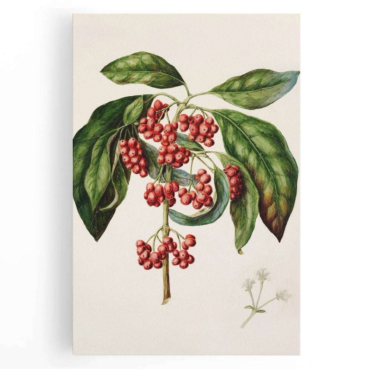 Antique Botanical Print - Coprosma australis by Sarah Featon Canvas