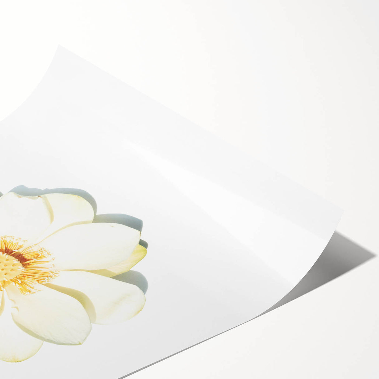 Extra large wall art featuring line art flowers in black on a white background, ideal for large living room decor.