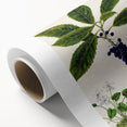 Classical Realism Plant Art - Detailed Mahoe Botanical Art Print