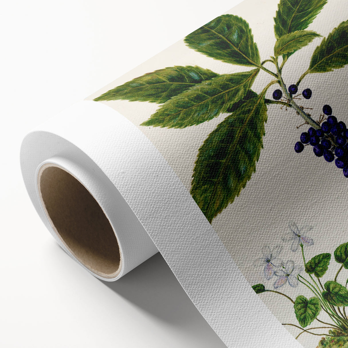 Classical Realism Plant Art - Detailed Mahoe Botanical Art Print