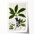 Classical Realism Plant Art - Detailed Mahoe Botanical Art Print