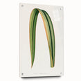 Romanticism Art: Phormium Tenax Leaf - Historical Botanical Print
