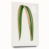 Romanticism Art: Phormium Tenax Leaf - Historical Botanical Print