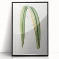 Romanticism Art: Phormium Tenax Leaf - Historical Botanical Print