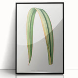Romanticism Art: Phormium Tenax Leaf - Historical Botanical Print