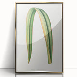 Romanticism Art: Phormium Tenax Leaf - Historical Botanical Print