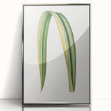 Romanticism Art: Phormium Tenax Leaf - Historical Botanical Print