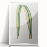Romanticism Art: Phormium Tenax Leaf - Historical Botanical Print