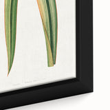 Romanticism Art: Phormium Tenax Leaf - Historical Botanical Print