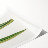 Romanticism Art: Phormium Tenax Leaf - Historical Botanical Print