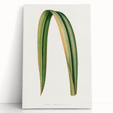 Romanticism Art: Phormium Tenax Leaf - Historical Botanical Print