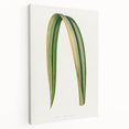 Romanticism Art: Phormium Tenax Leaf - Historical Botanical Print