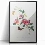 Romanticism Art: Bougainvillea and Butterflies - Historic Floral Print