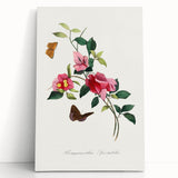Romanticism Art: Bougainvillea and Butterflies - Historic Floral Print