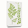 Fine Art Realism Print - British Ferns by Edward J. Lowe - Elegant Wall Art