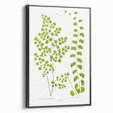 Fine Art Realism Print - British Ferns by Edward J. Lowe - Elegant Wall Art