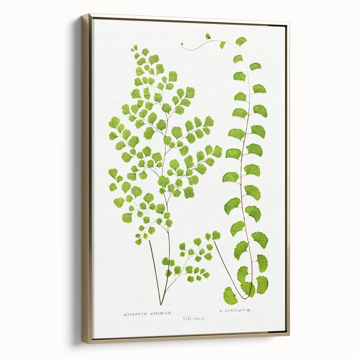 Fine Art Realism Print - British Ferns by Edward J. Lowe - Elegant Wall Art