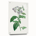 Neoclassical Art Print: Forget-Me-Not by Redouté - Classic Floral Decor