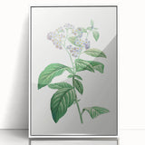 Neoclassical Art Print: Forget-Me-Not by Redouté - Classic Floral Decor