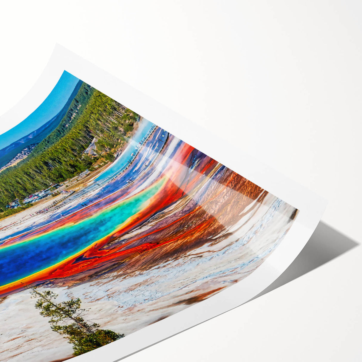 Extra large wall art depicting line art flowers in a Wyoming Yellowstone scene on a rolled print.