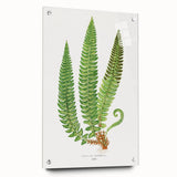 Realistic Fern Art Print - Aspidium Lonchitis by E.J. Lowe - Elegant Wall Decor