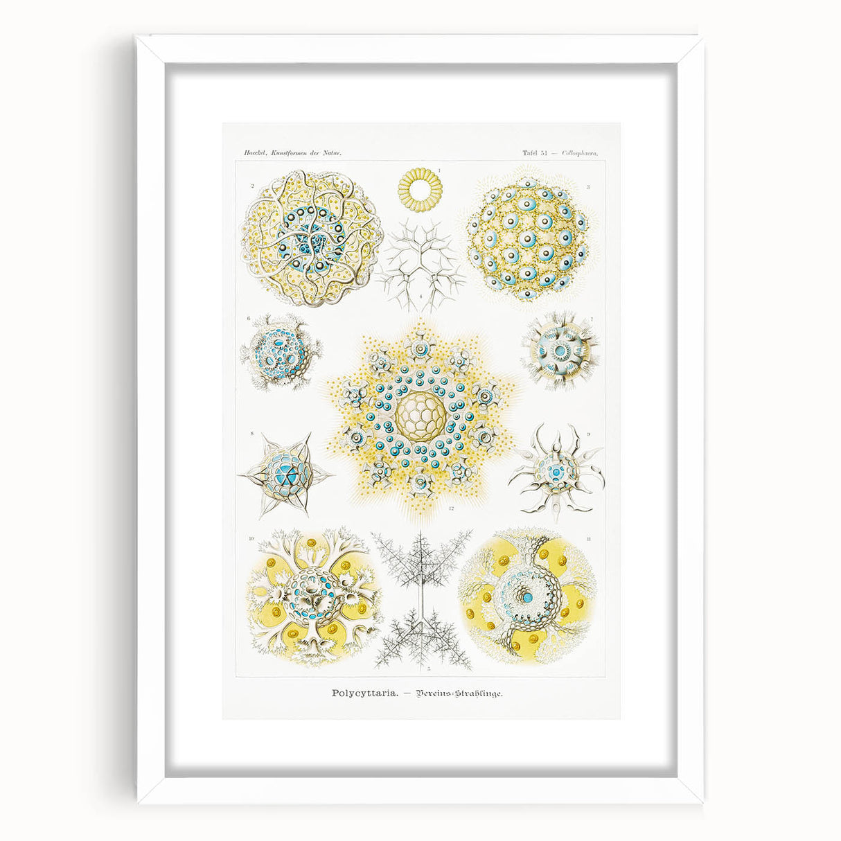Modern Wall Art - Intricate Polycyttaria Print for Nature-Inspired Decor