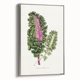 Romanticism Art - Wild Cabbage Leaf Illustration on Canvas
