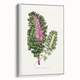 Romanticism Art - Wild Cabbage Leaf Illustration on Canvas