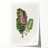 Romanticism Art - Wild Cabbage Leaf Illustration on Canvas