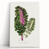 Romanticism Art - Wild Cabbage Leaf Illustration on Canvas