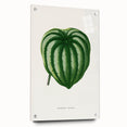 Romanticism Art - Peperomia Argyrea Leaf Illustration on Canvas