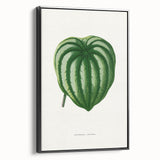 Romanticism Art - Peperomia Argyrea Leaf Illustration on Canvas