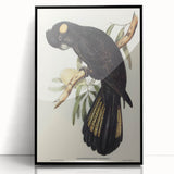 Romanticism Art - Funereal Cockatoo Illustration by Elizabeth Gould