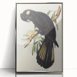 Romanticism Art - Funereal Cockatoo Illustration by Elizabeth Gould