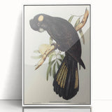 Romanticism Art - Funereal Cockatoo Illustration by Elizabeth Gould