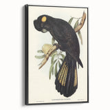 Romanticism Art - Funereal Cockatoo Illustration by Elizabeth Gould