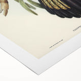 Romanticism Art - Funereal Cockatoo Illustration by Elizabeth Gould