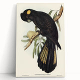 Romanticism Art - Funereal Cockatoo Illustration by Elizabeth Gould