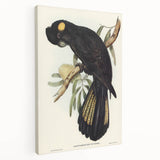 Romanticism Art - Funereal Cockatoo Illustration by Elizabeth Gould