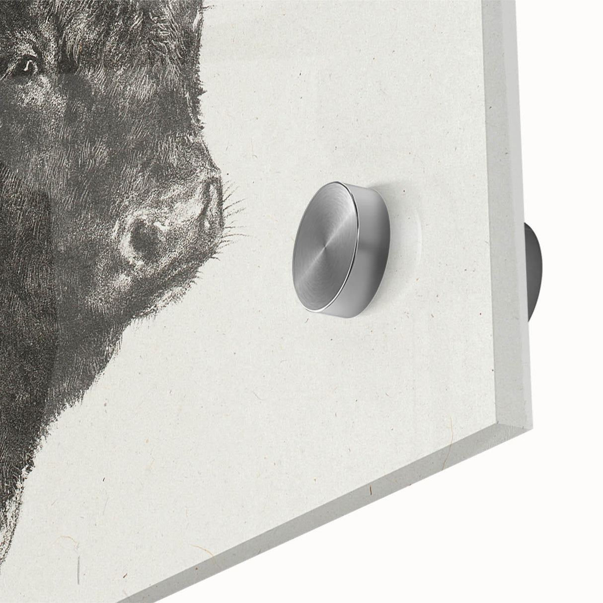 Animal Realism Art Print - Head of a Bull by Marie Rosalie Bonheur - Fine Detail Sketch