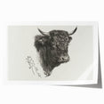 Animal Realism Art Print - Head of a Bull by Marie Rosalie Bonheur - Fine Detail Sketch