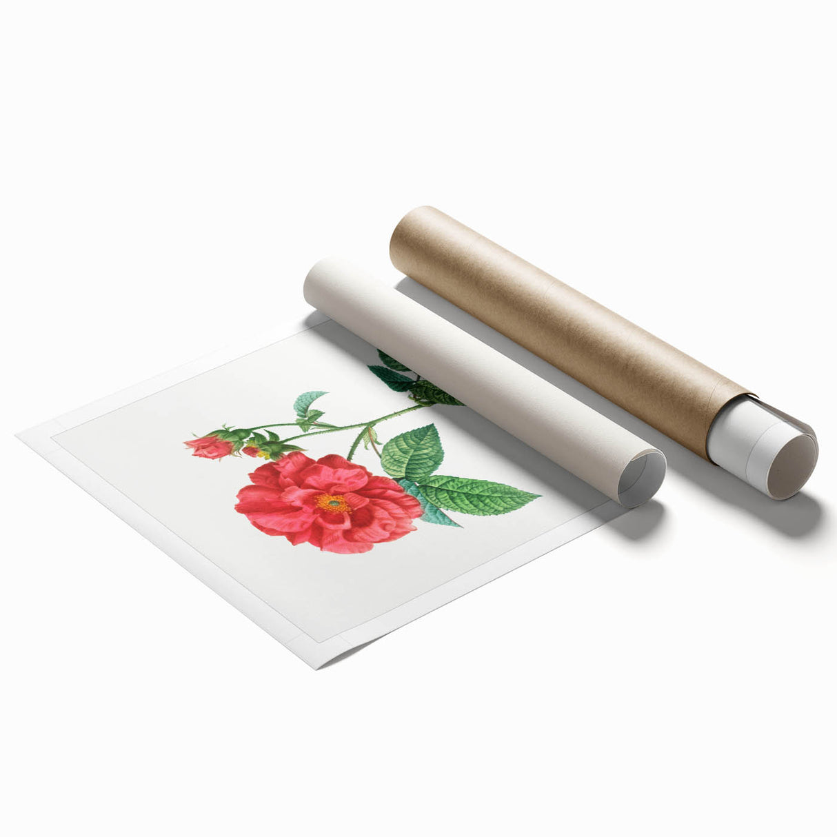 Neoclassical Art Print: French Rose by Redouté - Classic Botanical Decor