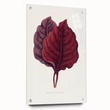 Romanticism Art - Amarantus Melancholicus Leaf Illustration on Canvas