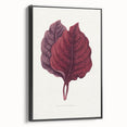 Romanticism Art - Amarantus Melancholicus Leaf Illustration on Canvas