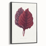 Romanticism Art - Amarantus Melancholicus Leaf Illustration on Canvas