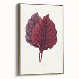 Romanticism Art - Amarantus Melancholicus Leaf Illustration on Canvas