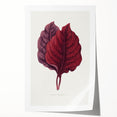 Romanticism Art - Amarantus Melancholicus Leaf Illustration on Canvas