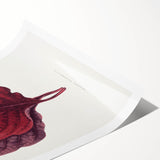 Romanticism Art - Amarantus Melancholicus Leaf Illustration on Canvas