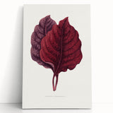 Romanticism Art - Amarantus Melancholicus Leaf Illustration on Canvas